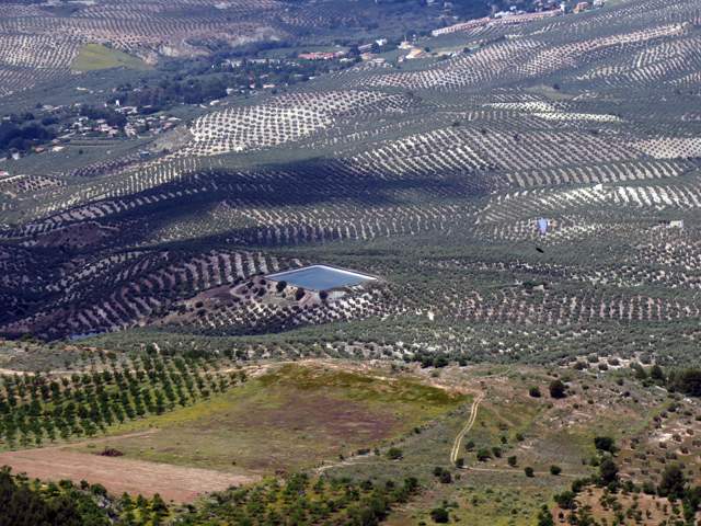 Olivar en Jaen