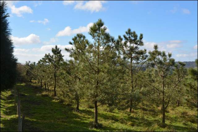 pinos resistentes al nematodo CIF Lourizan