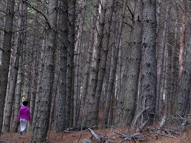 MIMCYL el sector forestal debe estar en el pacto por la reconstruccion de castilla y leon