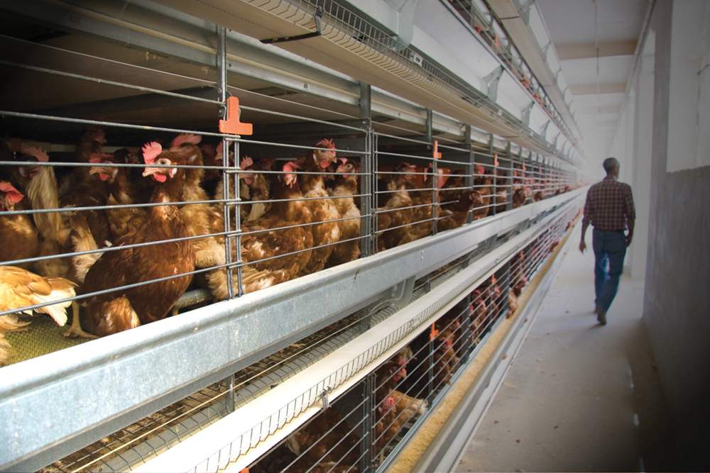 ayudas a la energia renovable electrica y termica sobre todo en sector agroalimentario