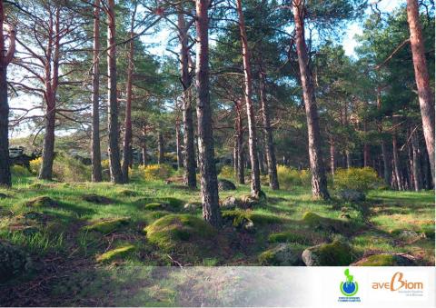 AVEBIOM forma parte del Foro Bosques y Cambio Climatico