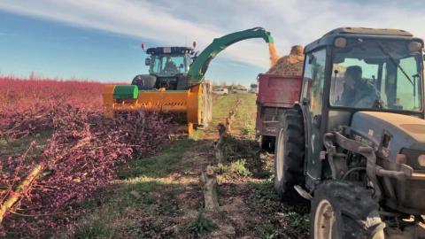 arranques de frutales para generar energia limpia biomasa agrobiomasa